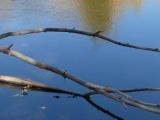 Branches over Water