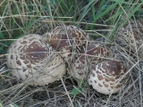 Snuggling Mushrooms