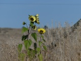 Sunflower Cluster