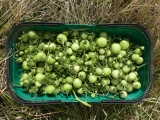 Green Tomato Harvest