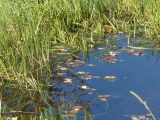 Autumn Pond