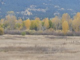 Across a Field in Autumn