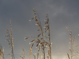 November Grasses at Sunset