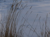 November Grasses at Sunset in Snow