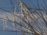 Geometric Iced Grasses