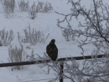 Red Tailed Hawk in November