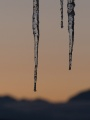 Twilight Icicles