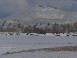 Cows in a Snowy Landscape