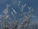 Sunlight and Hoarfrost