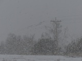 Birds in a Snow Globe