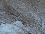 Grasses under November Snow