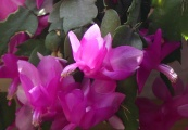 Prolific Christmas Cactus Blooms