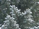 Snow on Evergreen