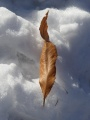 Leaf on the Snow