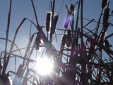 Tangle of Cattails