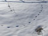 Curving Winter Path