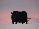 Sunrise Cow