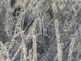 Curving Leaf with Hoarfrost