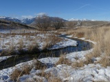 Golden Grasses in the Snow