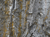 Yellow Lichens on Bark