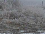 Winter Tangle of White Plants