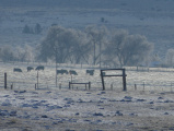 Cows in the Winter Distance