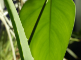 Aloe Monstera