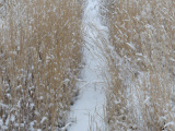 Snowy Pathway