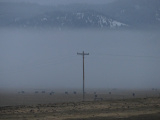 Distant Cows in the Misty Twilight