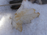 Leaf on Snow in February