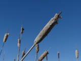 Frosted Cattails