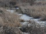 Frozen Stream with Grasses