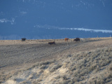 Strolling Cows