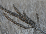 March Mullein