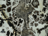 Dendritic Slab