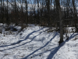 Snow and Shadows in Winter Woods