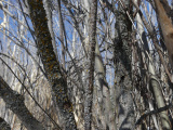 Bark Varieties