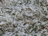 Autumn, Winter and Spring Mishmash