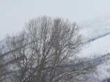 Bare Trees at the End of Winter