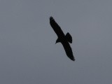 Large Bird in Flight