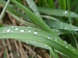 Damp April Afternoon