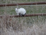 Resting on a Fence