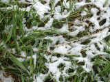 Melting Snow on the Grass