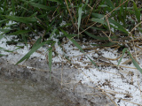 Melting Graupel