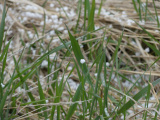 Improbable Graupel