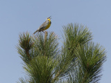 Singing Meadowlark