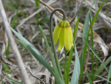 Yellow Fritillary