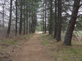 Path under Evergreens