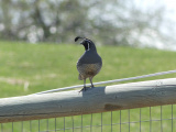 Quail on a Fence