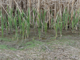 Renewal in the Marsh